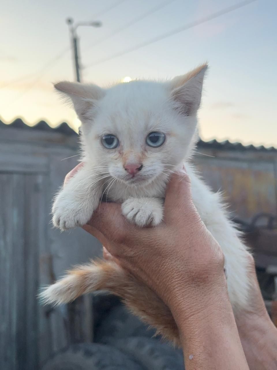 отдам котят в хорошие руки