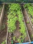 Продам рассаду  : помидоры новичок розовый, баклажан и сладкий перец.