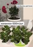 продам каланхоэ могу привезти до дома