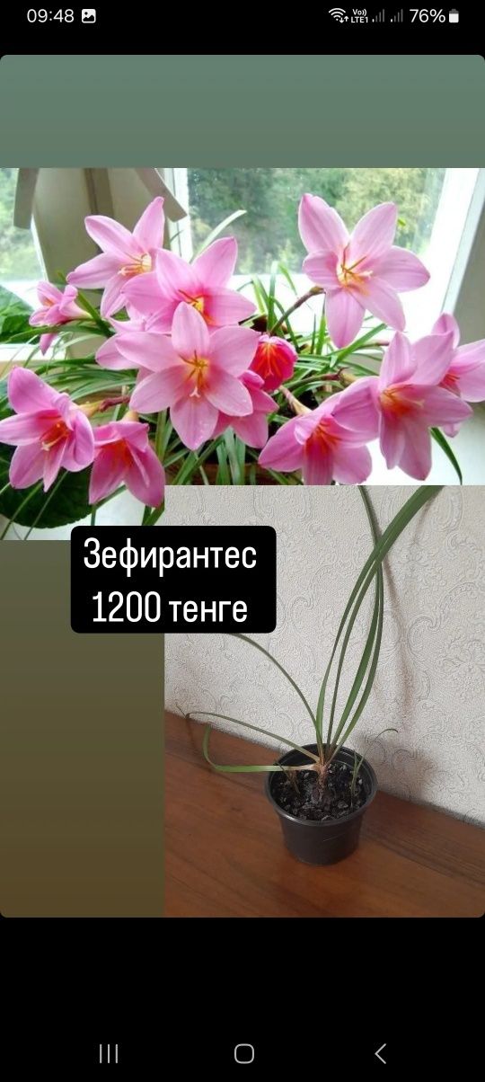 Декабрист золотой и розовый