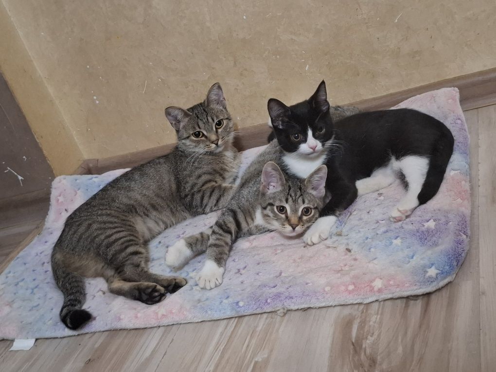 Котята и их мама в поисках любящих семей