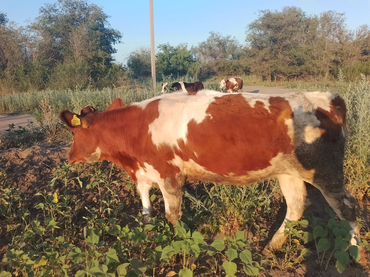 продам телочек 1,5