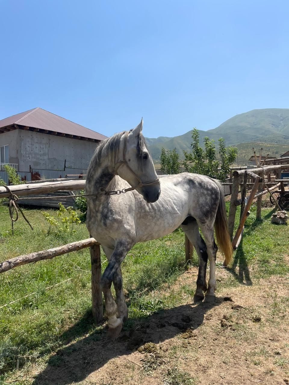 Продам лошадь Орловский рысак