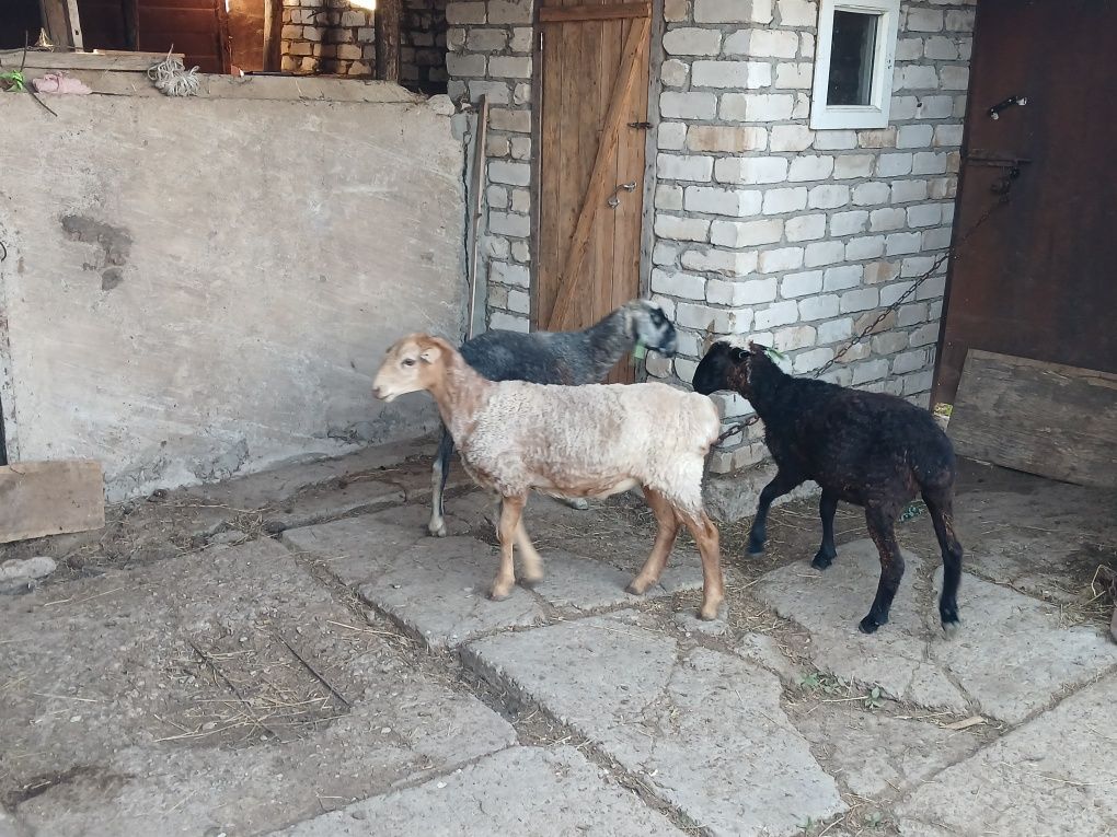 Продам баран (кастрат)  этого года, 3 головы