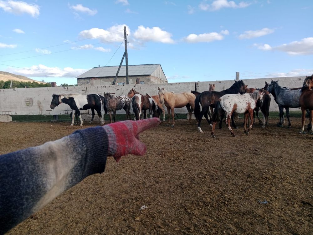 Байталы на продажу