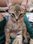 Котенок кошка...
