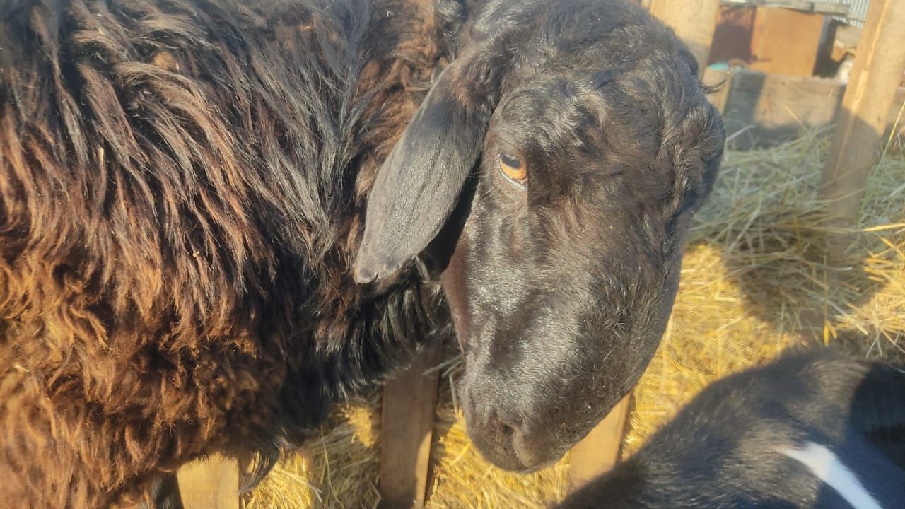 Продам Барана на племя