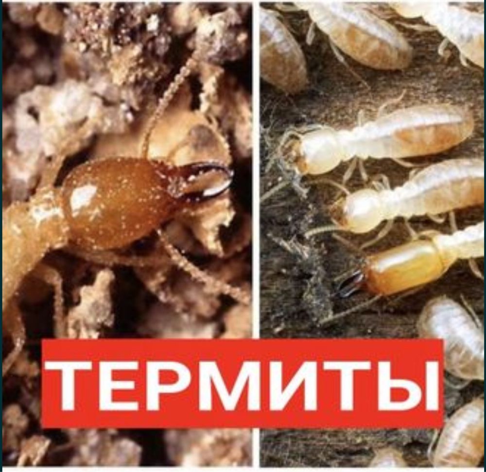 Угичтожение клопов, термитов и тараканов