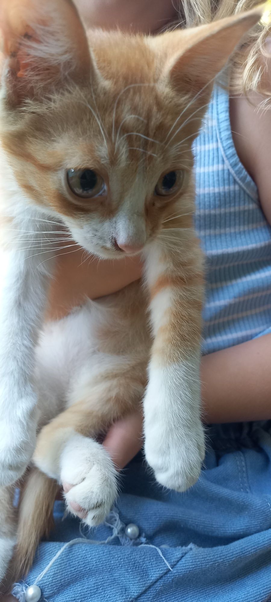 Котята в Хорошие Руки