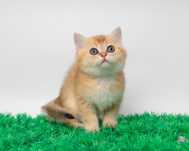 Золотые котята британской породы
