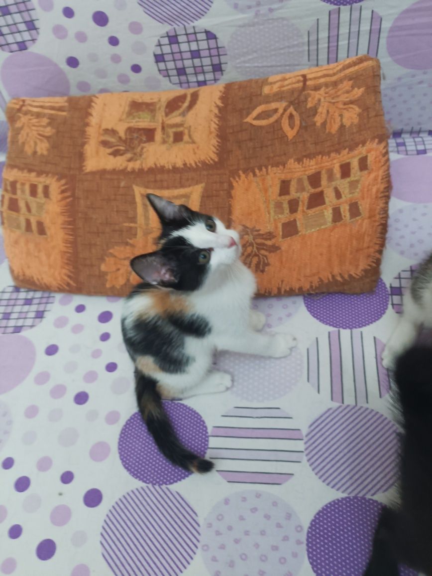 Котята,  в надёжные ручки, бесплатно!
