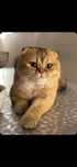 Передержка кошек