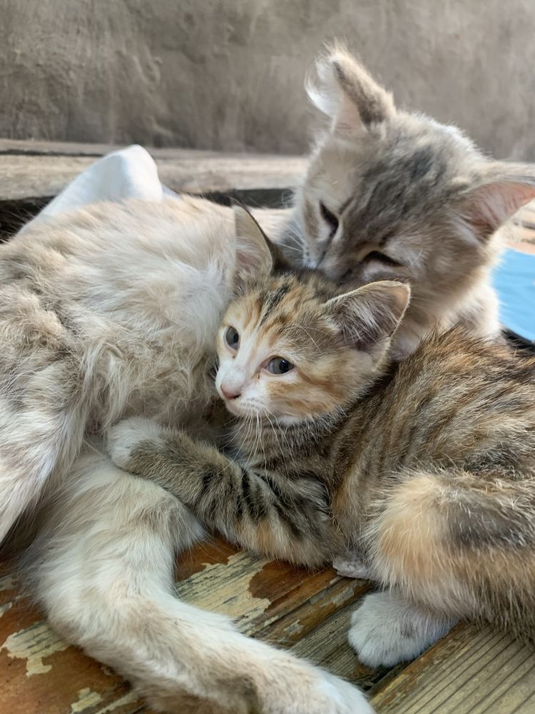 Бездомные котята с мамой кошкой