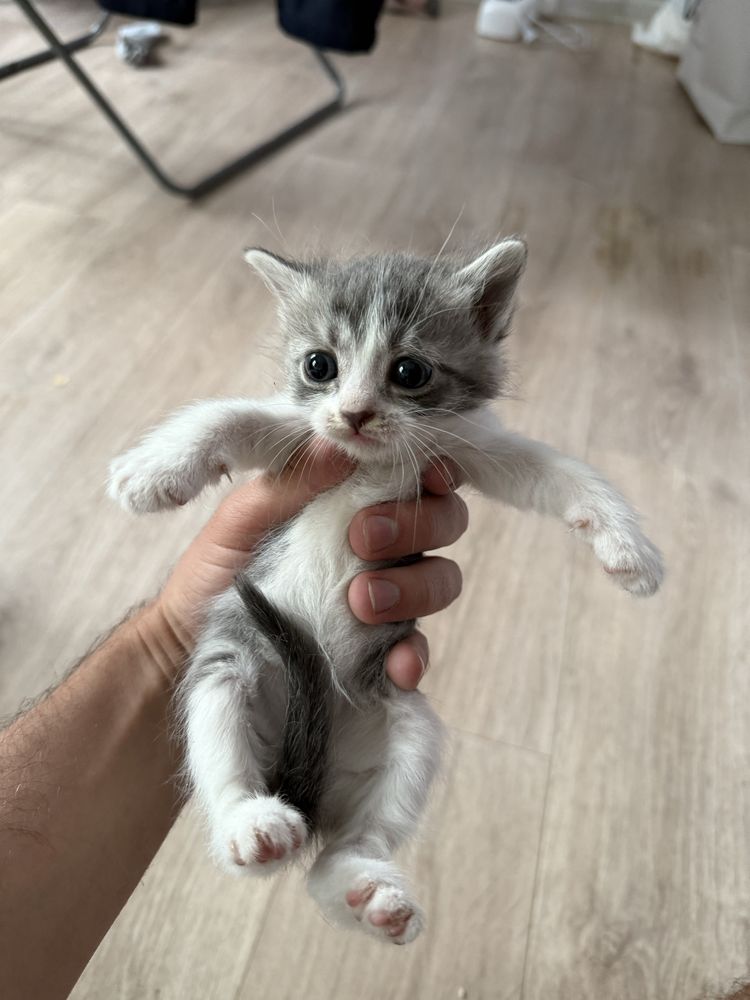 Отдам котят в хорошие руки