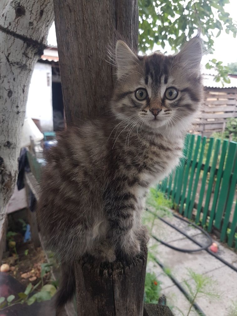 Отдам котят в добрые руки
