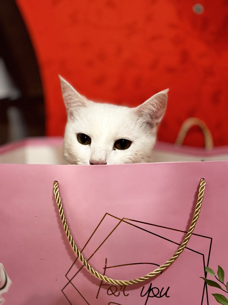 Отдам кота в хорошие руки !