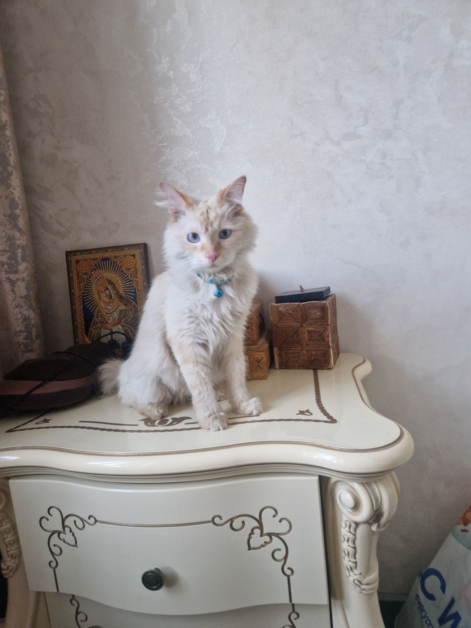 Отдам бесплатно кота,в добрые руки!