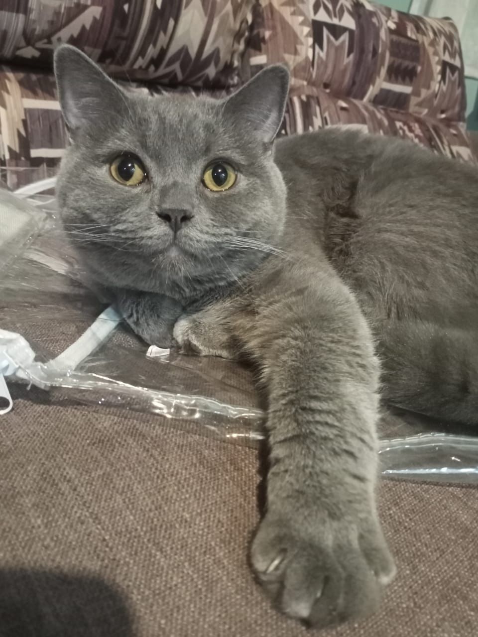 Ищем коту Британцу кошку для вязки.