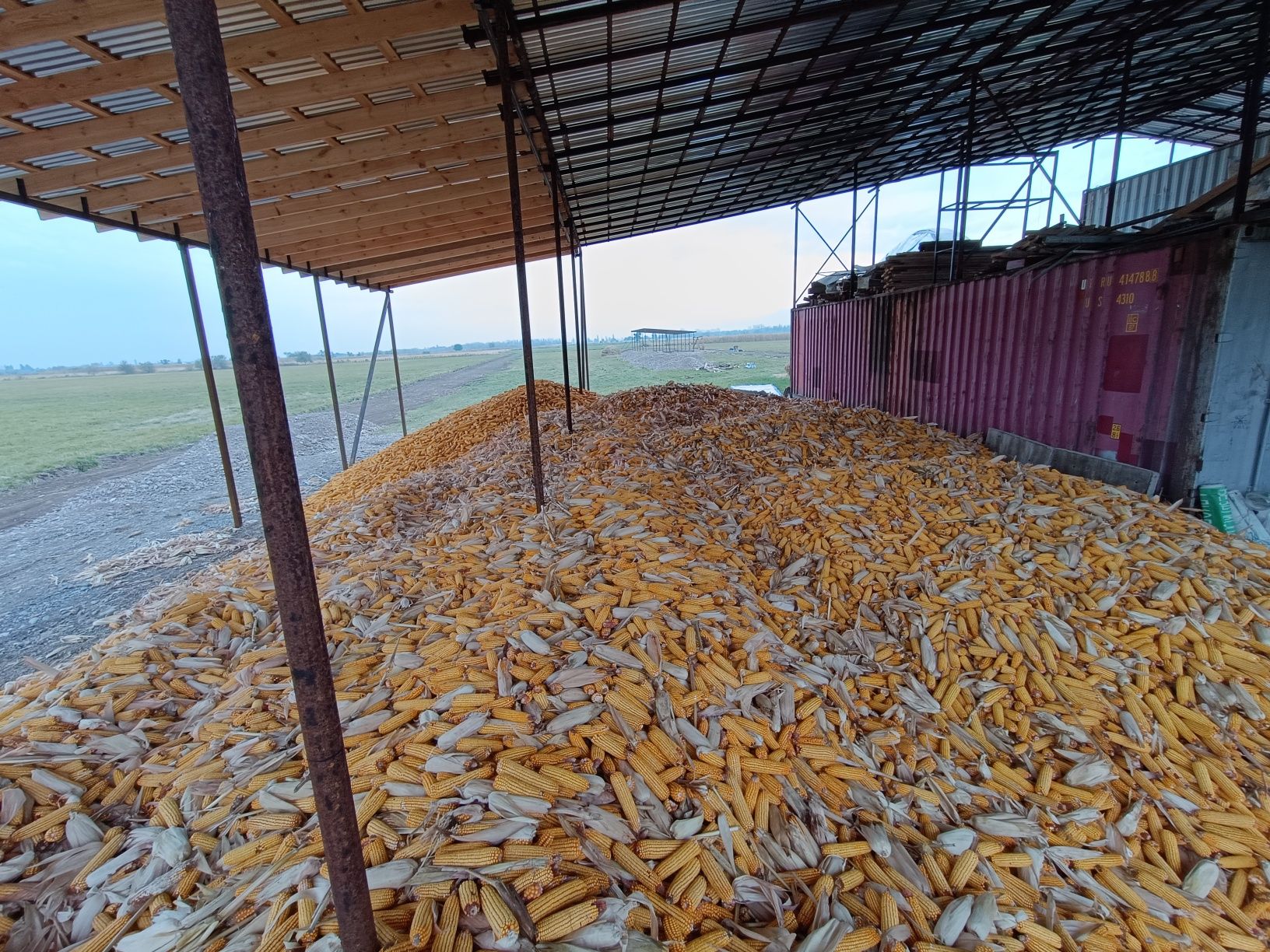 Кукуруза в початках