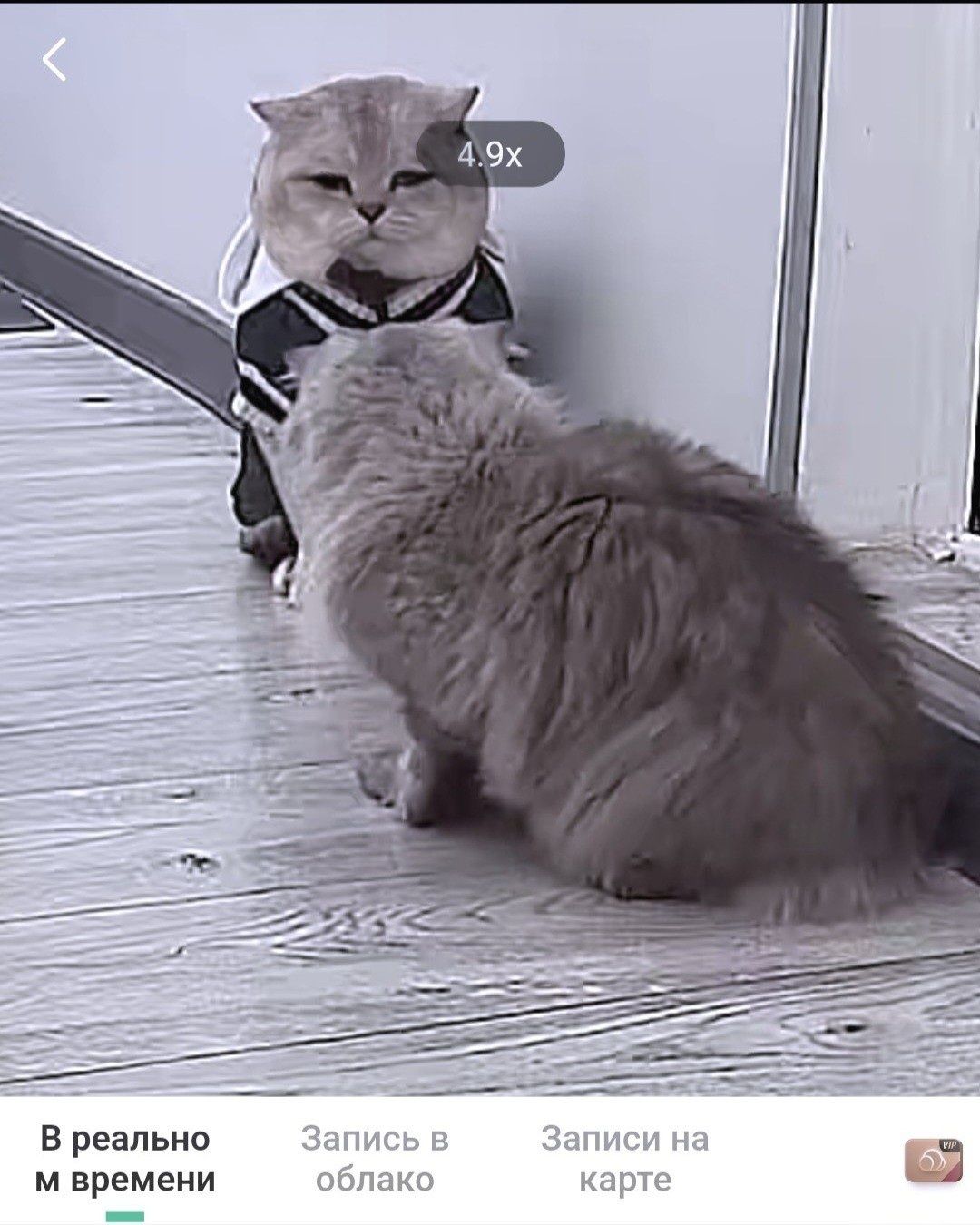 Кот на Вязку, с  большим опытом