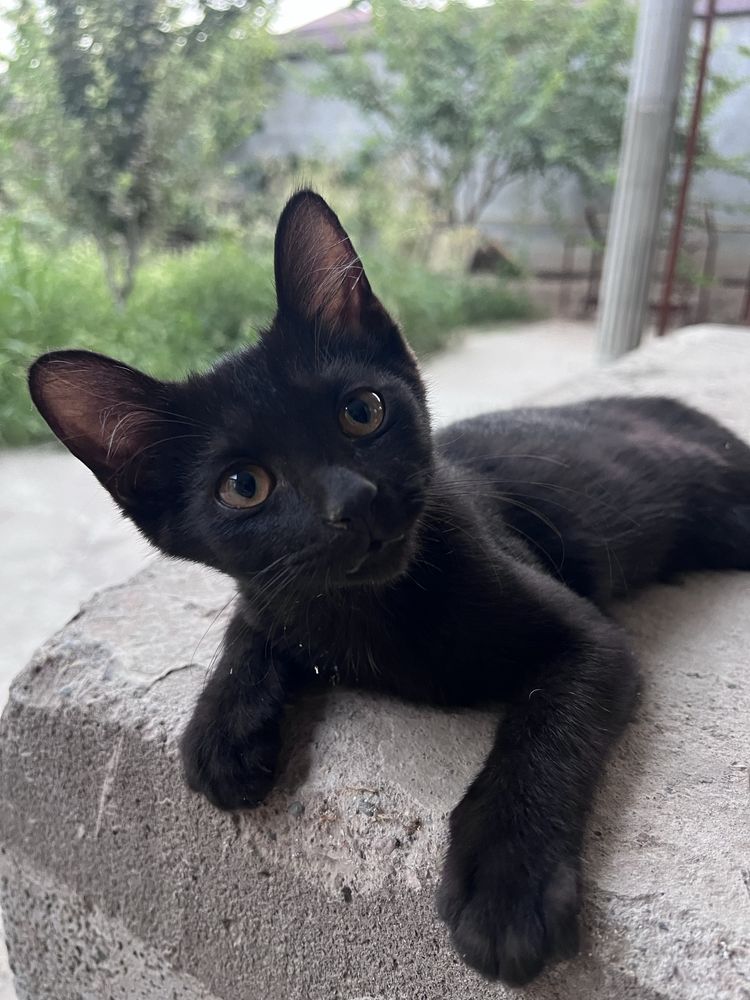 Котята сиамские шымкент