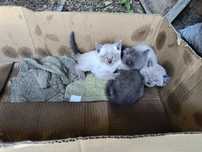 Котята британцы 3000
