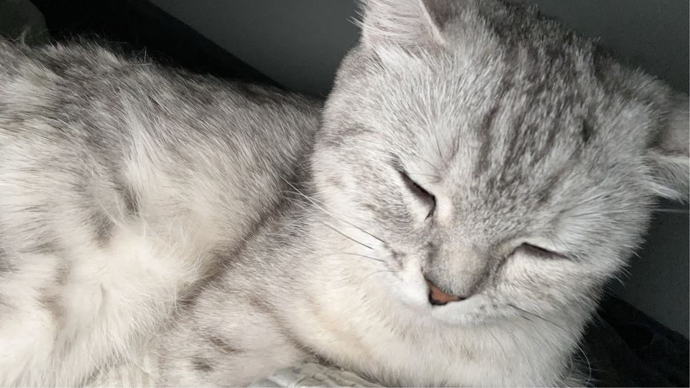кошка шотландсткая