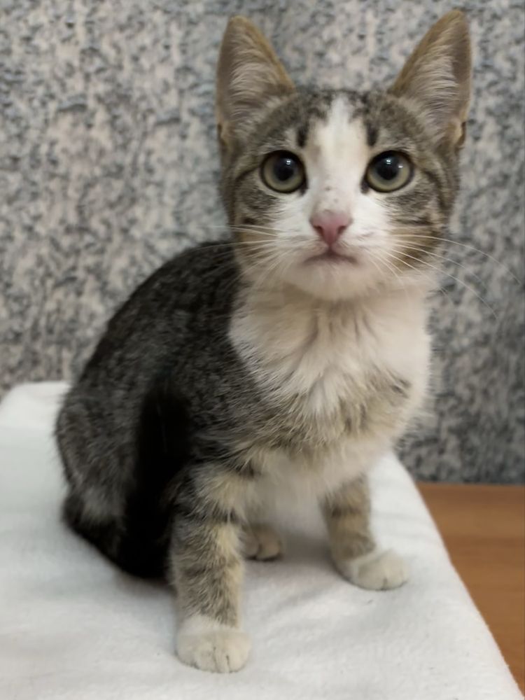 Котенок ищет дом