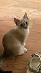 Кошка 1 годик добрая и красивая
