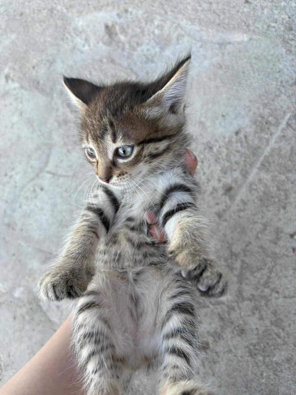 Котята бесплатно