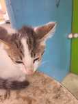 Срочно отдам котёнка в добрые руки