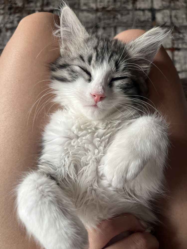 Котенок мальчик в добрые руки