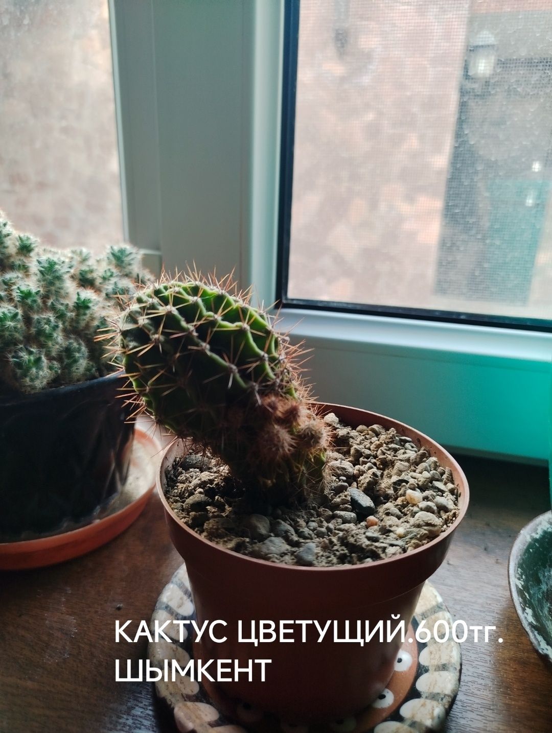 ЭХИНОПСИС Цветущий Кактустус