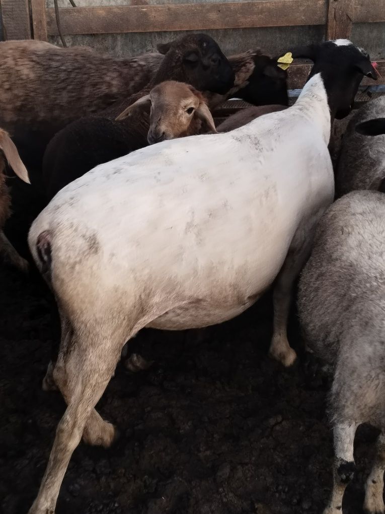Продам бараны Дорперы