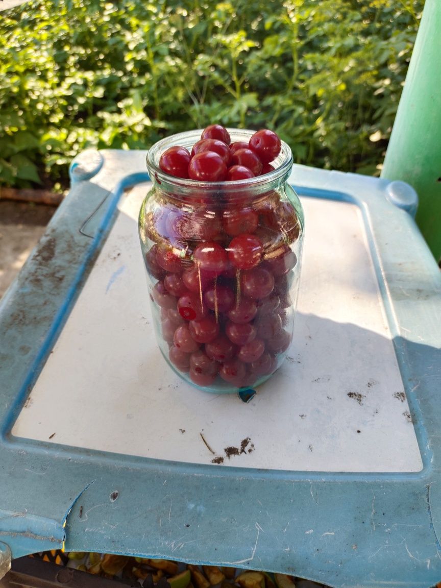 Вишня дачная спелая