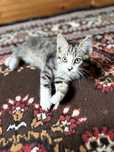 Отдам котят умных