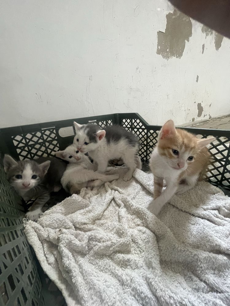 котята отдам бесплатно