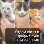 Отдам котят в хорошие руки