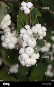 Цветы снежноягодник