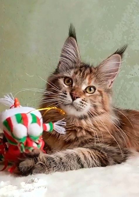 Подрощеные котята Мейн Кун. Питомник  "Fluffy Tale"
