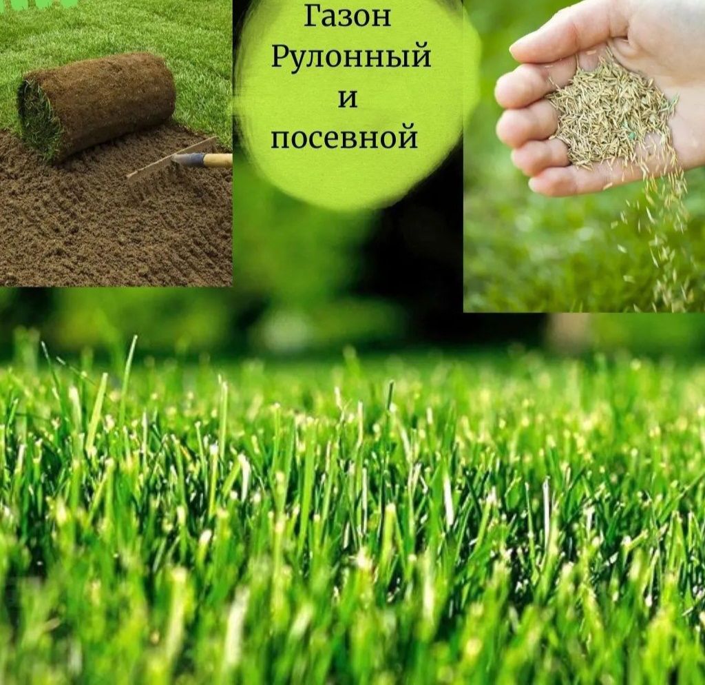 Дайын газон,готовый газон рулонный.