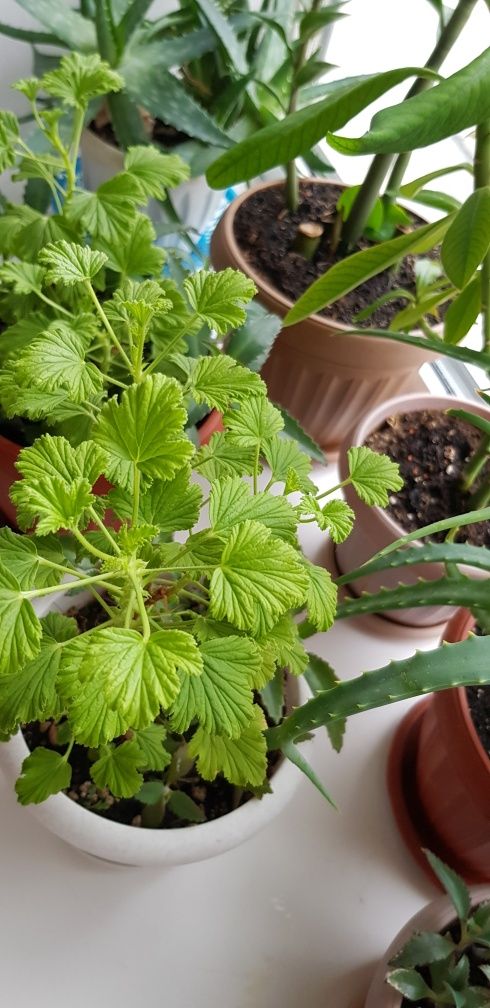 Продам лимонку ,пеларгония душистая.