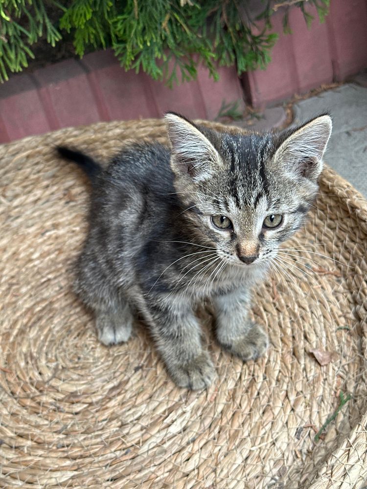 Котята отдам в добрые руки беслпатно