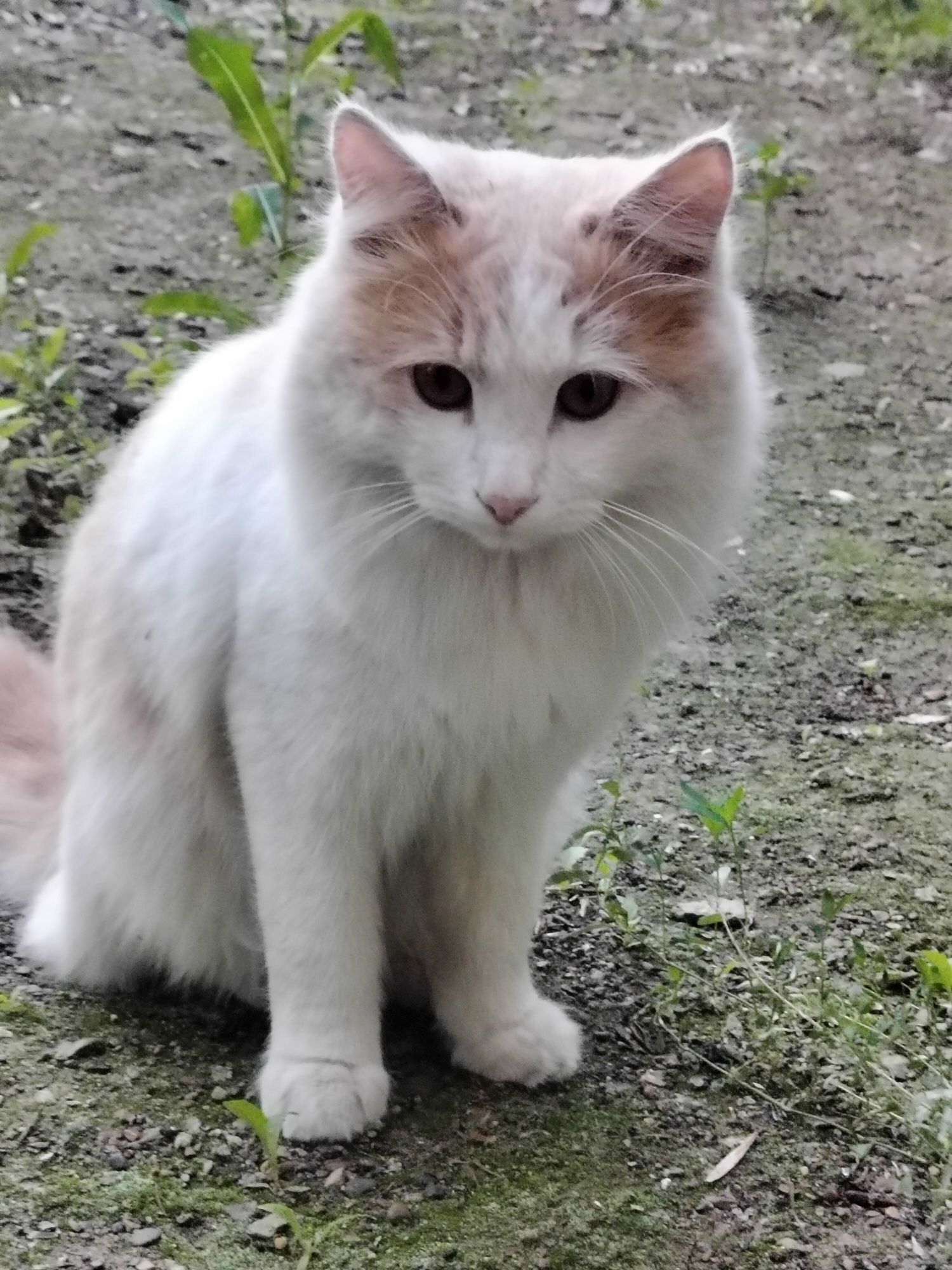 Котик- ПОТЕРЯШКА ищет семью!