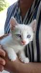 Котята (2 мальчика)