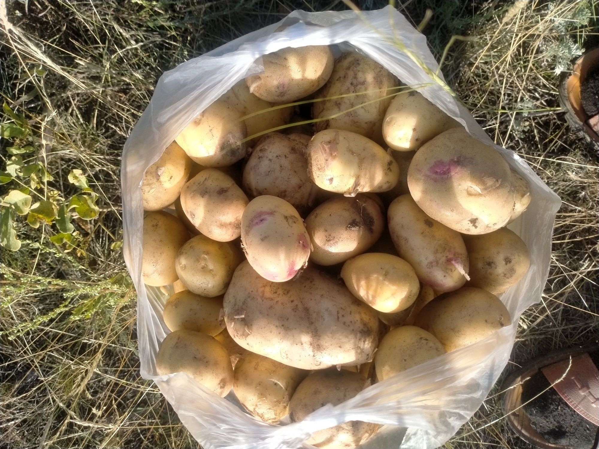 Продам картофель местный