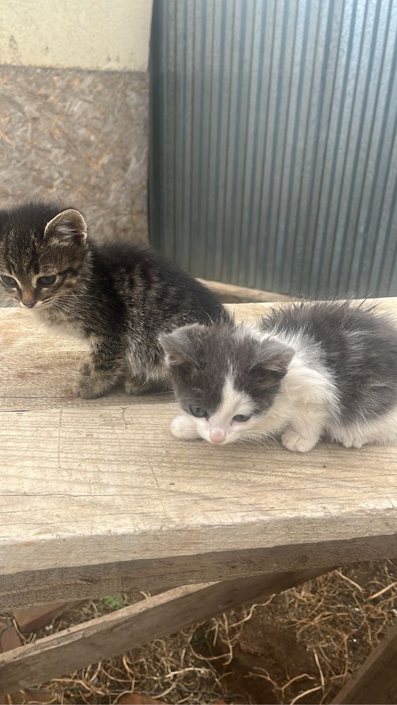 котята .помогите пристроить.