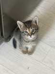 В добрые руки котята