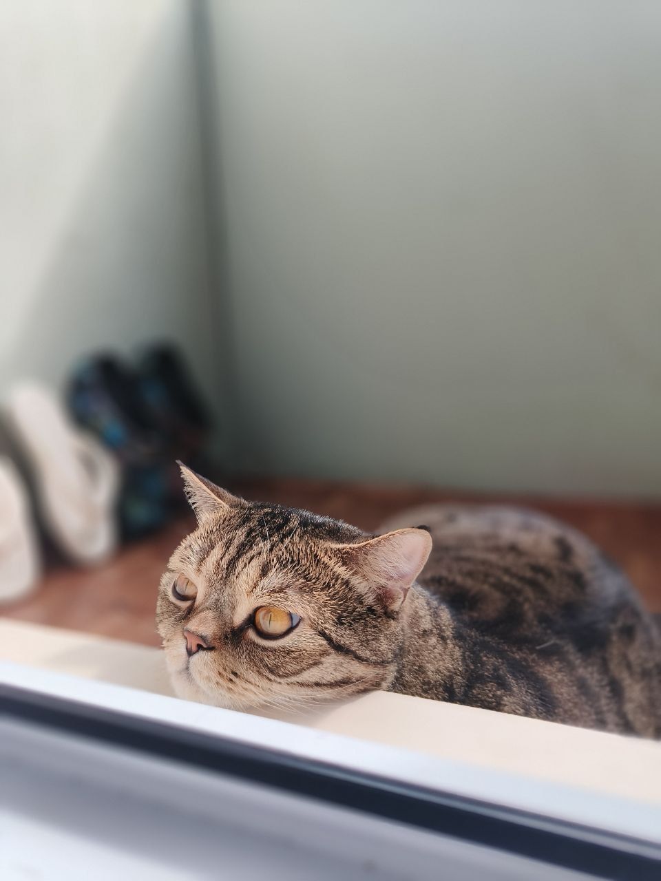 Шотландский кот страйт