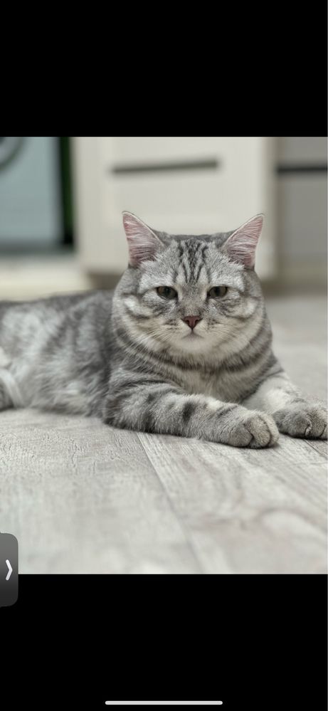 Кот ищет кошечку. Вязка